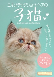 エキゾチックショートヘアの子猫